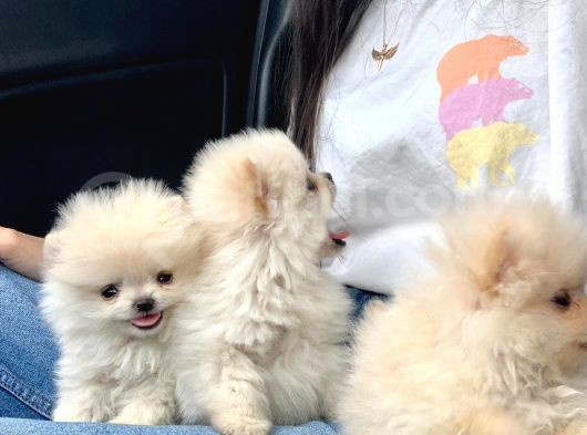 Safkan Pomeranian Boo Yavrularımız görsel