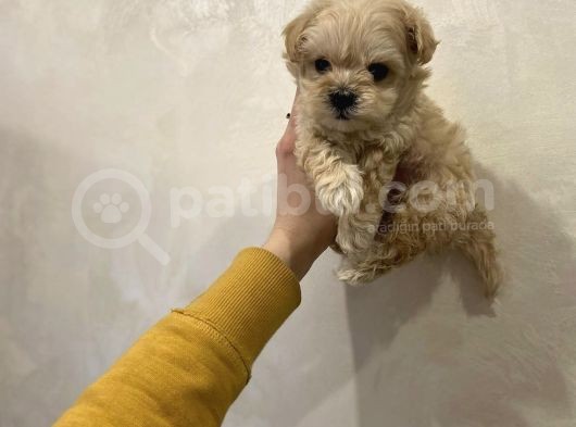 Dizayn Irk Sevimli Maltipoo Yavrular görsel