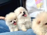 Safkan Pomeranian Boo Yavrularımız