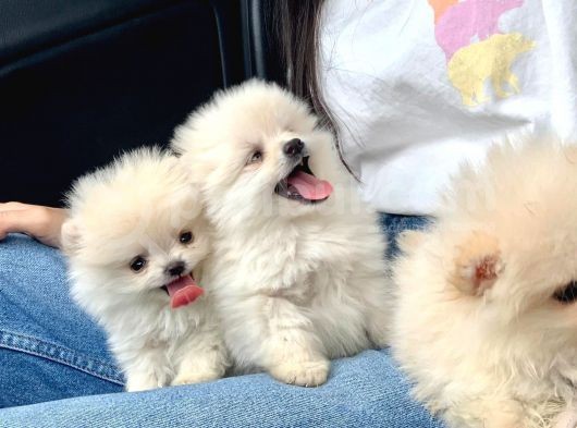 Safkan Pomeranian Boo Yavrularımız görsel