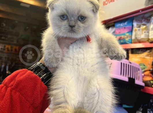 Vecihiden Safkan Scottish Fold Bebekler görsel