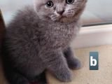 Beni Sevecek Yuva Arıyorum