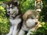 Alaskan Malamute Original Alaska Kurdu 100/100