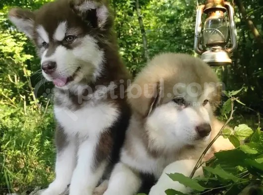 Alaskan Malamute Original Alaska Kurdu 100/100 görsel