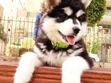 Alaskan Malamute Original Alaska Kurdu 100/100