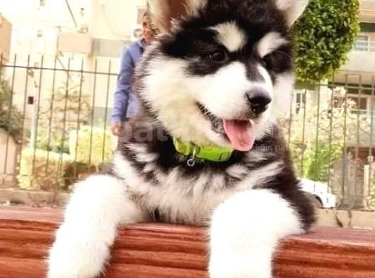 Alaskan Malamute Original Alaska Kurdu 100/100