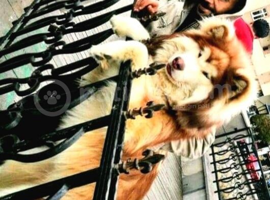 Alaskan Malamute Original Alaska Kurdu 100/100 görsel