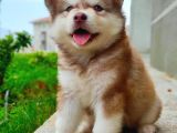 Alaskan Malamute Original Alaska Kurdu 100/100