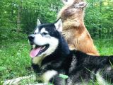 Alaskan Malamute Original Alaska Kurdu 100/100