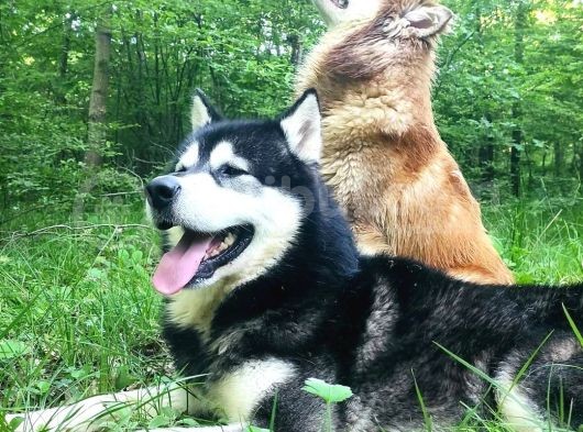 Alaskan Malamute Original Alaska Kurdu 100/100 görsel