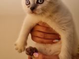 İnsan Canlısı British Shorthair Yavrular
