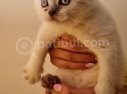 İnsan Canlısı British Shorthair Yavrular görsel