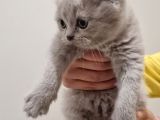 İnsan Canlısı British Shorthair Yavrular