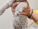 İnsan Canlısı British Shorthair Yavrular