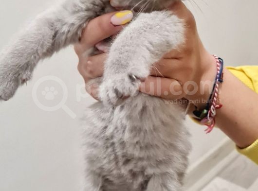 İnsan Canlısı British Shorthair Yavrular görsel