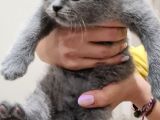 İnsan Canlısı British Shorthair Yavrular