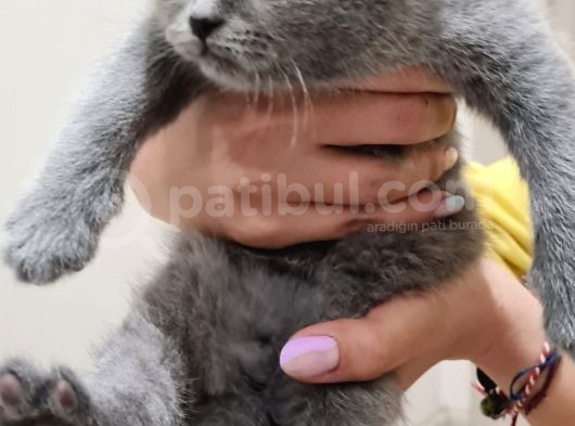 İnsan Canlısı British Shorthair Yavrular