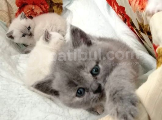 Kayseri'Den Çok Sevimli British Shorthair Yavrular  görsel