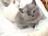 Kayseri'Den Çok Sevimli British Shorthair Yavrular 