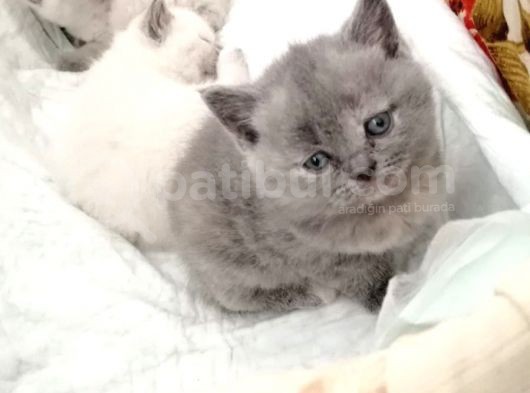Kayseri'Den Çok Sevimli British Shorthair Yavrular  görsel
