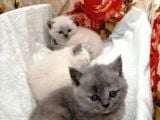Kayseri'Den Çok Sevimli British Shorthair Yavrular 