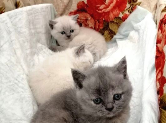Kayseri'Den Çok Sevimli British Shorthair Yavrular  görsel