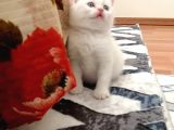 Kayseri'den Çok Sevimli British Shorthair Yavrular 