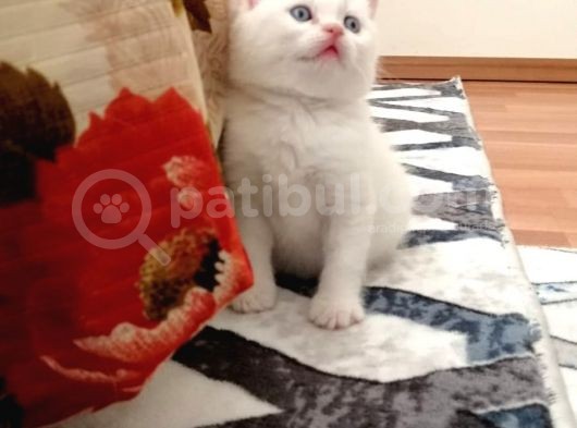 Kayseri'Den Çok Sevimli British Shorthair Yavrular 