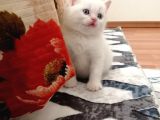 Kayseri'Den Çok Sevimli British Shorthair Yavrular 