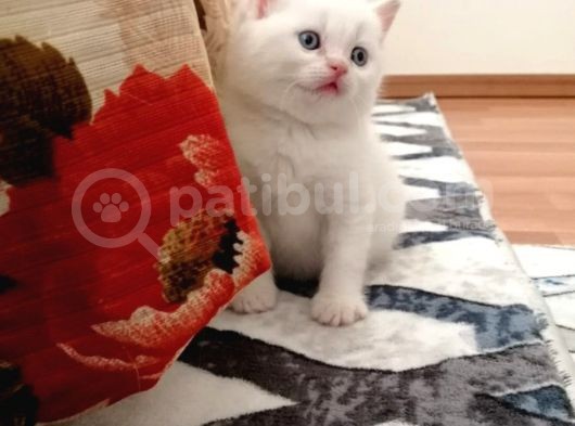 Kayseri'Den Çok Sevimli British Shorthair Yavrular  görsel