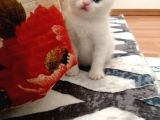 Kayseri'Den Çok Sevimli British Shorthair Yavrular 