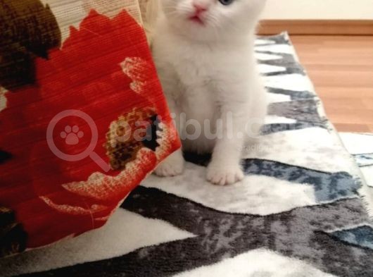 Kayseri'Den Çok Sevimli British Shorthair Yavrular  görsel