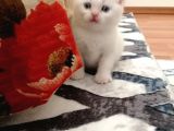 Kayseri'Den Çok Sevimli British Shorthair Yavrular 