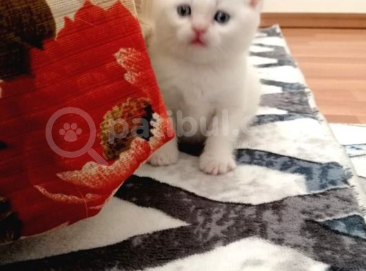 Kayseri'Den Çok Sevimli British Shorthair Yavrular  görsel