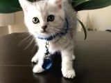 Safkan British Shorthair Bebekler