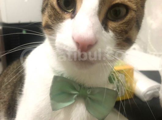 Kadikoy Hasanpaşa'Da Kedi̇m Kayboldu