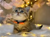 Green Eyes Bri̇ti̇sh Shorthai̇r Golden Tabby