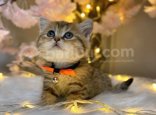 Green Eyes Bri̇ti̇sh Shorthai̇r Golden Tabby görsel