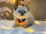 Panda Surat Bri̇ti̇sh Shorthai̇r Blue Poi̇nt
