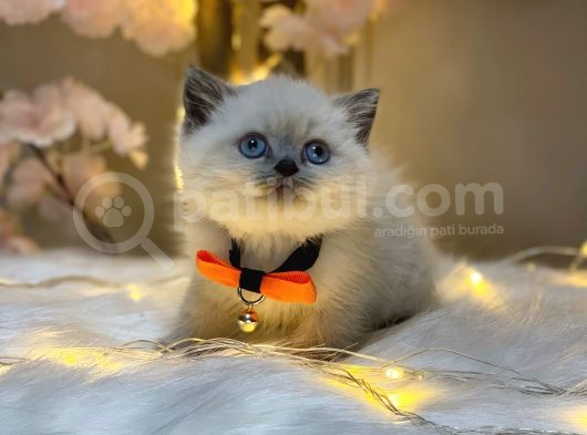 Panda Surat Bri̇ti̇sh Shorthai̇r Blue Poi̇nt görsel