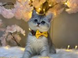 Orji̇nal Safkan Bri̇ti̇sh Shorthai̇r Si̇lver