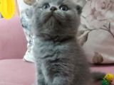 Scottish Fold