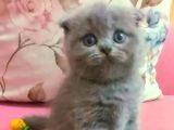 Scottish Fold