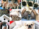 Pug Mops Kusursuz Anatomi