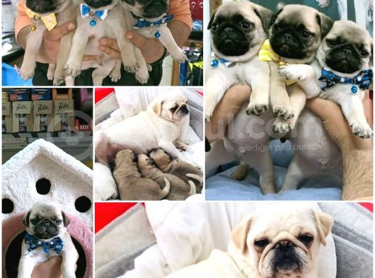 Pug Mops Kusursuz Anatomi