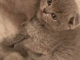 Scottish Fold