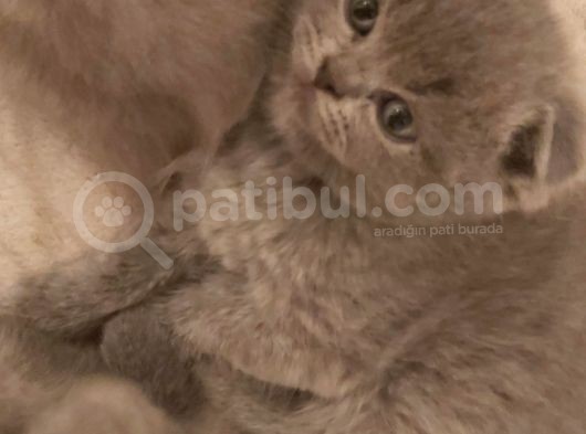 Scottish Fold