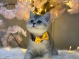 Orji̇nal Safkan Bri̇ti̇sh Shorthai̇r Si̇lver
