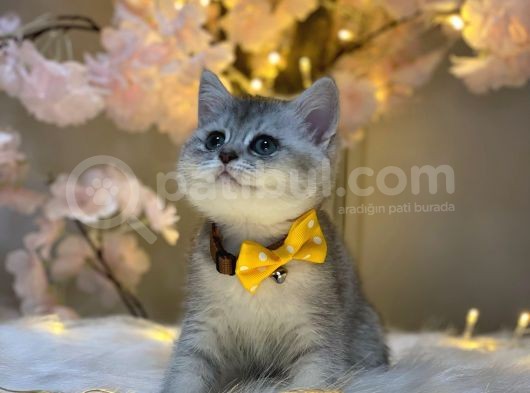 Orji̇nal Safkan Bri̇ti̇sh Shorthai̇r Si̇lver görsel