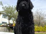Dev Boy Standart Poodle Bebekler